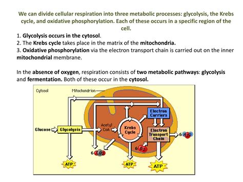 Ppt Cellular Respiration And Fermentation In Yeast Powerpoint Presentation Id 1904296