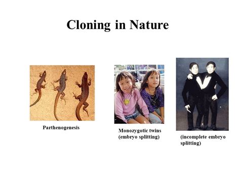 Parthenogenesis In Humans