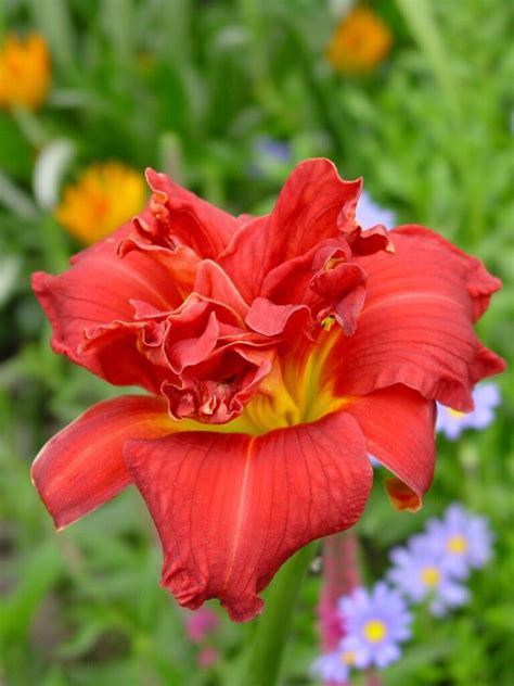 Moses Fire - Heemskerk Perennials