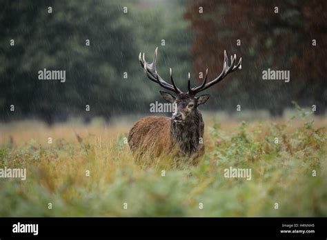 Red Deer Stag In The Rain During The Rutting Season Richmond Park