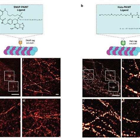 Specific labelling and DNA PAINT imaging of α tubulin via tagPAINT a