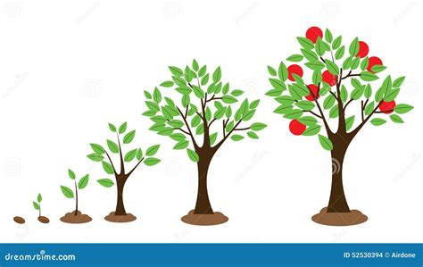 Tree Growth Stages. Vector Sprouts And Trees | CartoonDealer.com #159080619