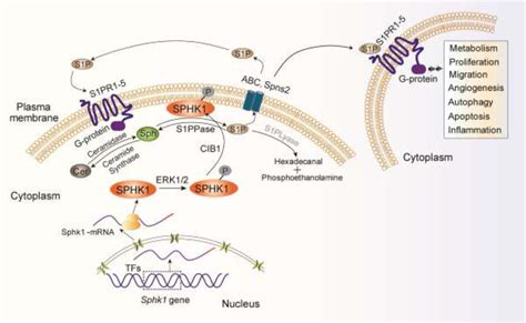 The Schematic Of The SPHK1 S1P Signaling Pathway SPHK1 Catalyzes The