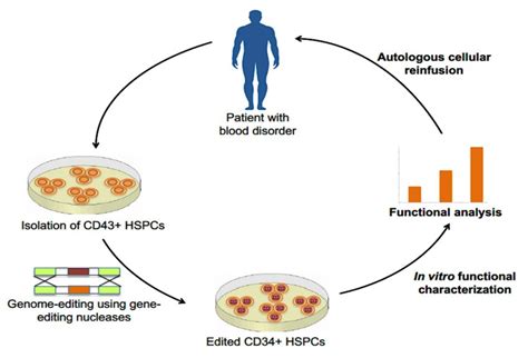 A Schematic Diagram Showing The Ex Vivo Genome Editing Based Autologous