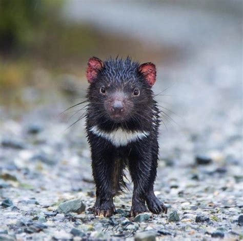 20 of the Most Iconic Australian Animals | Wildest