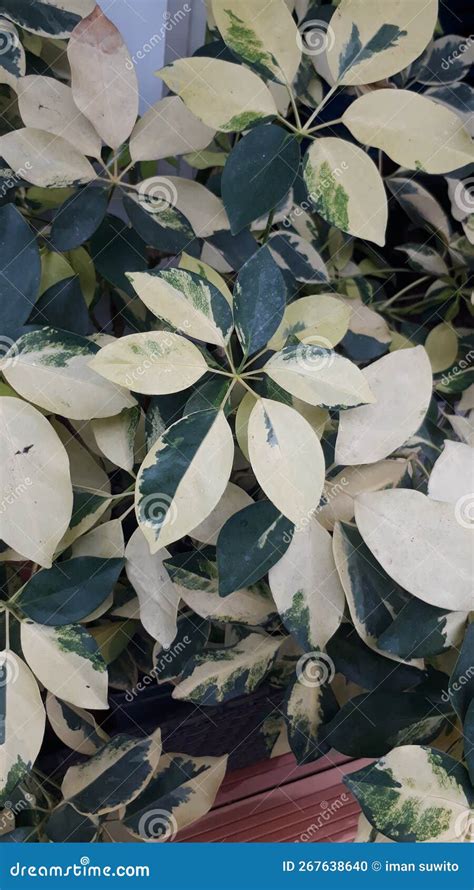 Walisongo variegata stock photo. Image of flowers, ornamental - 267638640