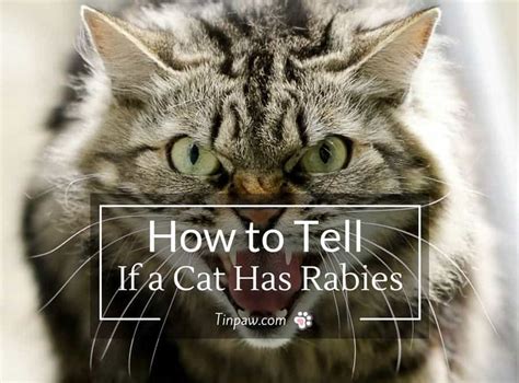 How to Tell If a Cat Has Rabies : Symptoms and Warning Signs - TinPaw