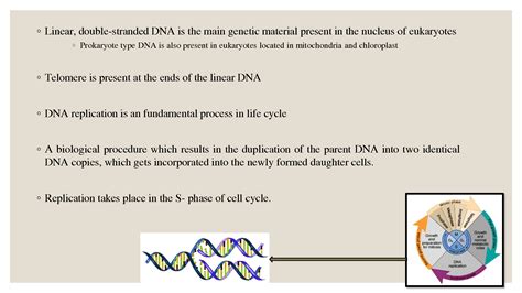 Solution Dna Replication In Eukaryotes Studypool