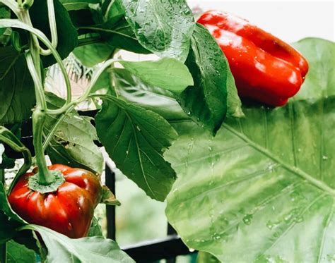 How To Grow Bell Peppers? | Easy Way To Garden