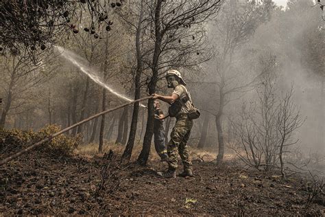 Los Incendios De Grecia Y Turquía Amenazan Especies Que No Están En