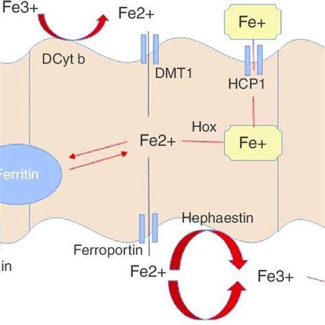 Iron Absorption Pathway