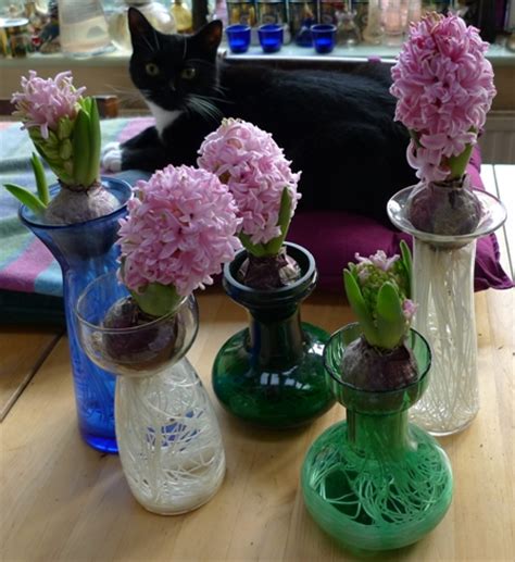 Hyacinth Varieties | garden withindoors