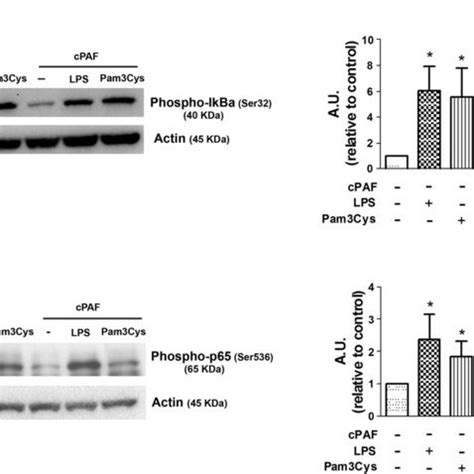 Effect of PAF on TLR2 4mediated IκBα and p65 phosphorylation A