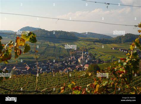 Wine Overview Vines Hi Res Stock Photography And Images Alamy