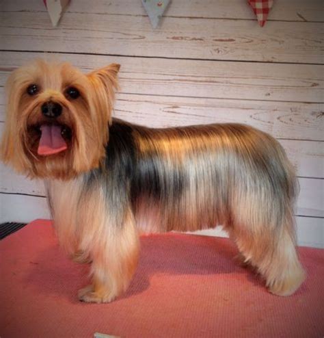 yorkiehaircut22 | Yorkie haircuts, Yorkie hairstyles, Lap dogs