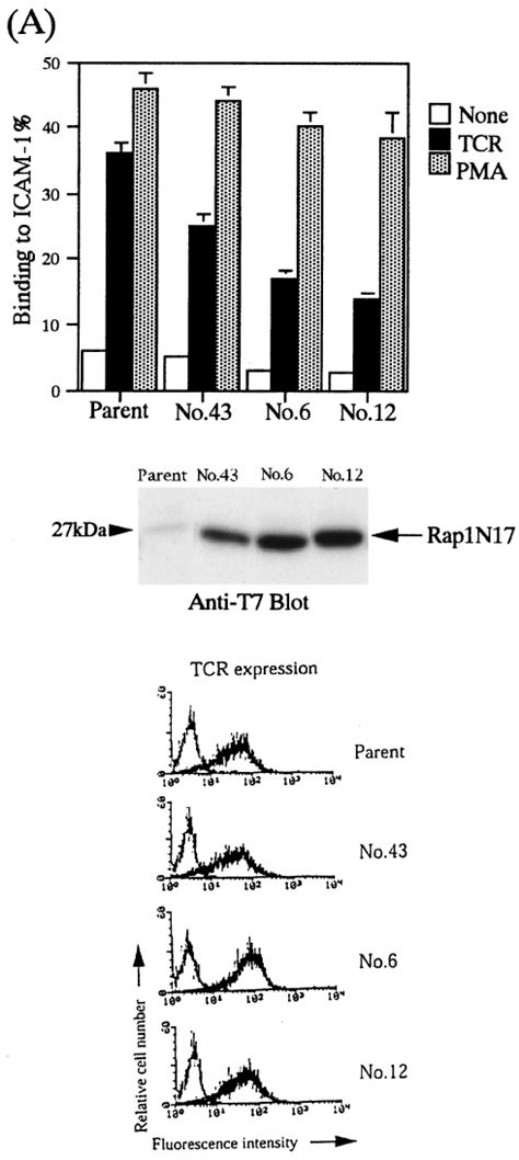 Inhibition Of LFA 1 ICAM 1 Adhesion By Expression Of Dominant Negative