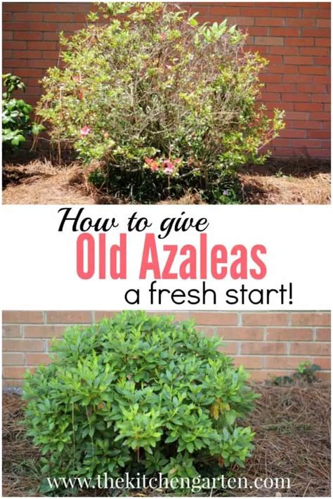 Can You Grow Azaleas From Cuttings Back Gardener