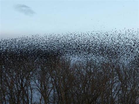 American Robin Flock In Walla Walla Wa Birdnote