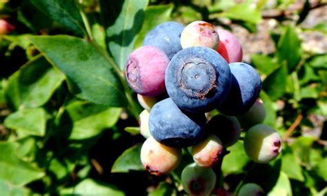 Dependable And Delicious Rabbiteye Blueberries Institute News