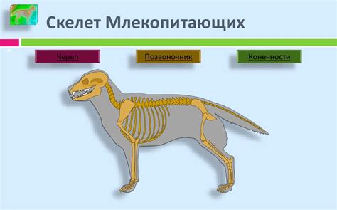 Практическая работа № 5. «Сравнение строения скелетов позвоночных ...