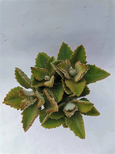 Kalanchoe Beharensis Cv Fang Siracactus Vendita Succulente