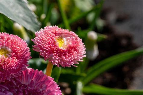 Bellis Perennis Super Enorma Rose Seed Awesome Blossom Plants