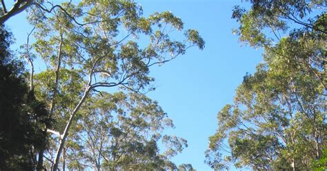 Sydney Daily Snap Tall Gum Trees