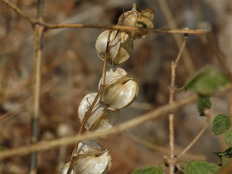 Shoo-Fly Plant: Did You Know? | Garden America