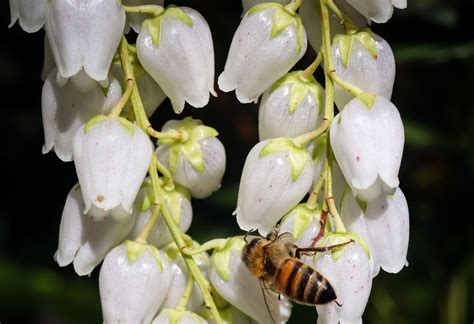 35 Plants With Bell-Shaped Flowers | Horticulture.co.uk