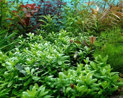 Аквапозитив, аквариумные растения|Хедиотис Зальцмана (3шт ...