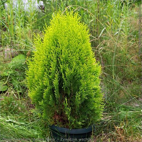 Dwarf Golden Arborvitae | Star Nursery Garden and Rock Centers