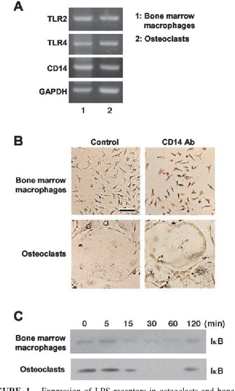 Figure 1 From From That Of Macrophages Response To Lipopolysaccharide Is Different Cytokine