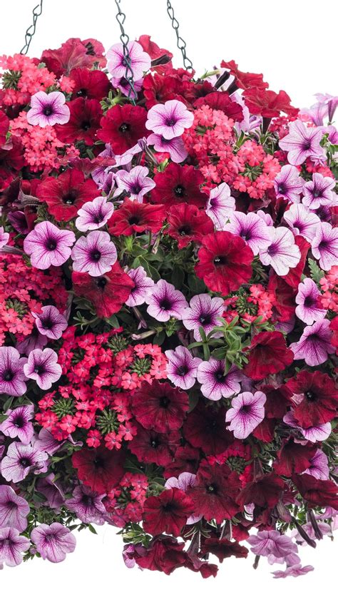 Breathtaking Best Trailing Petunias For Hanging Baskets Plants Living Room