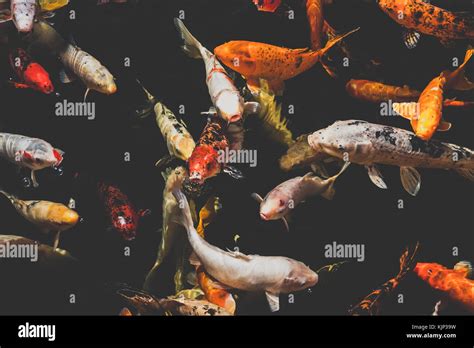 Japanese Koi Pond Hi Res Stock Photography And Images Alamy