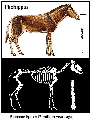 Pliohippus | Horse ancestor, Eocene epoch & 3-toed | Britannica