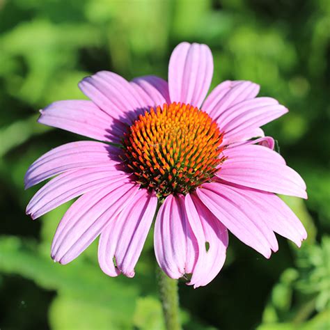 Purple Coneflower – Star Seed Inc.