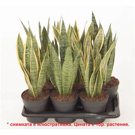 САНСЕВИЕРА