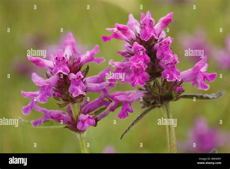 Betony Stachys Officinalis Nature Natural Wild Wildlife Environment