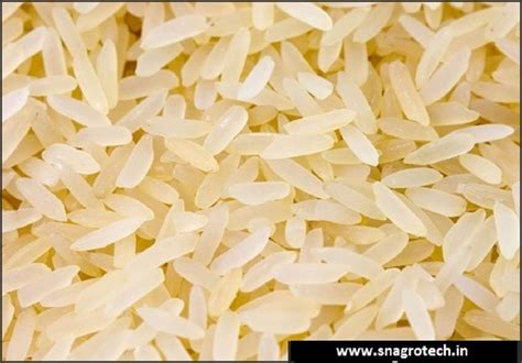 Pr Golden Sella Rice Packaging Type Loose At Rs Kg In Bengaluru