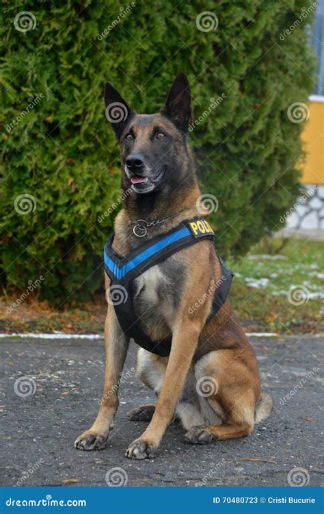 Perro Policía - Pastor Alemán Imagen de archivo - Imagen de enfocado ...