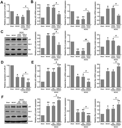 Mir 21 Regulates Ischemic Neuronal Injury Via The P53 Bcl 2 Bax Signaling Pathway Figure F5