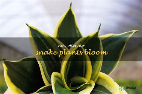 Discovering The Surprising Bloom Cycle Of Snake Plants Shuncy