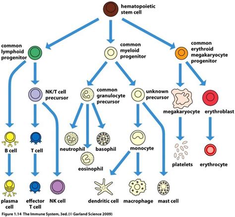 Anemia 1 Hematopoiesis Objectives Flashcards Quizlet