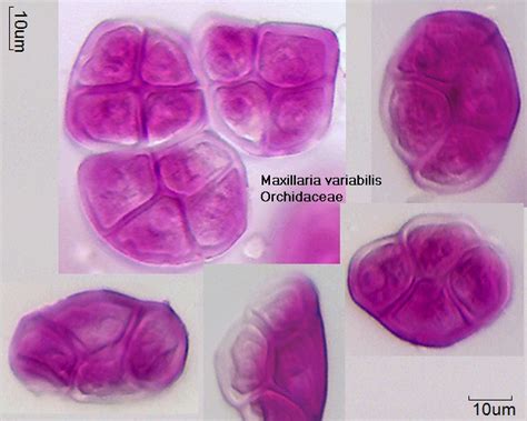 Maxillaria Variabilis Pollen Wiki