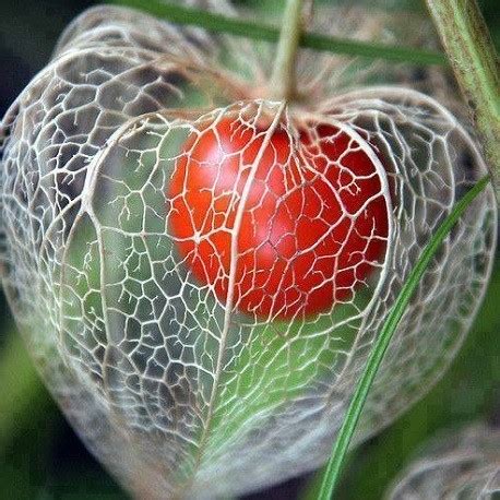 Jardin Terrasse Coqueret Amour En Cage Physalis Alkekengi Plantes