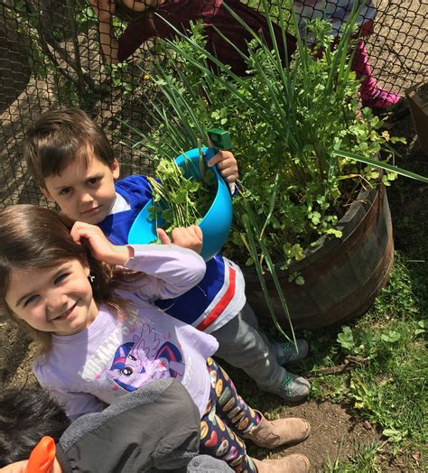 how to harvest cilantro