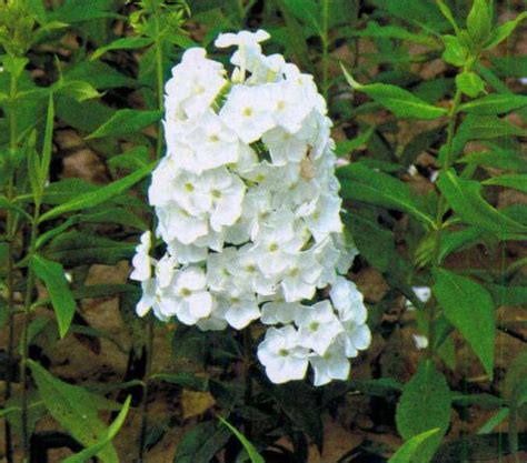 100锥花福禄考“柱白雪” 园林花卉 图片