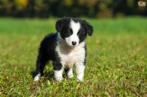 llᐈ Border Collie Cachorro Border Collie Puppies 2021