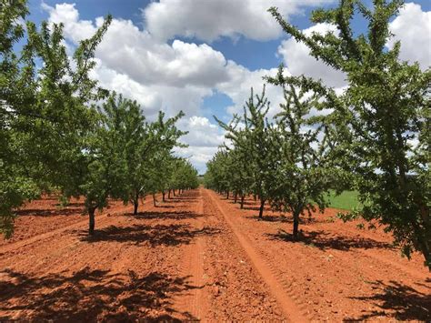 El Cultivo Del Almendro Crece En Espa A Sabores De Teruel