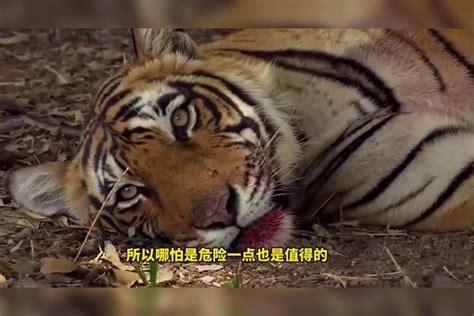 凶猛老虎大战巨型野猪，野猪脊椎被瞬间咬断，场面惨不忍睹野猪脊椎瞬间